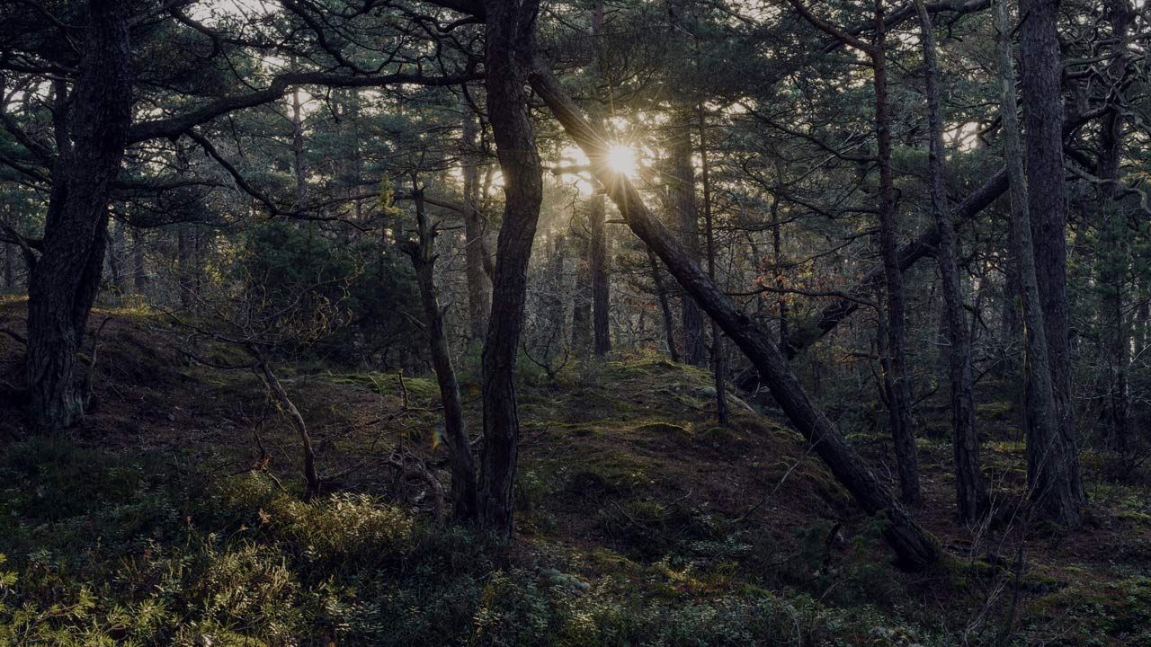 Solnedgang i skogen