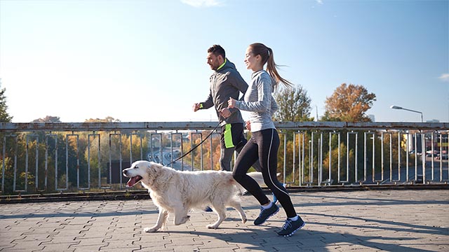 Couple excercising with a dog small image